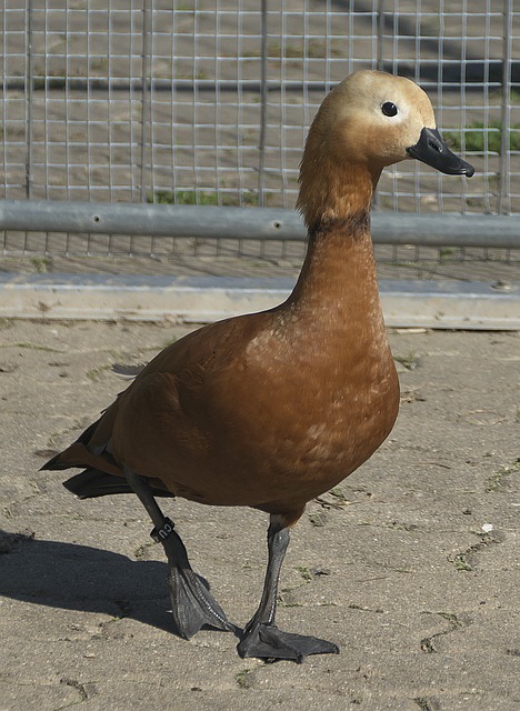 它通过